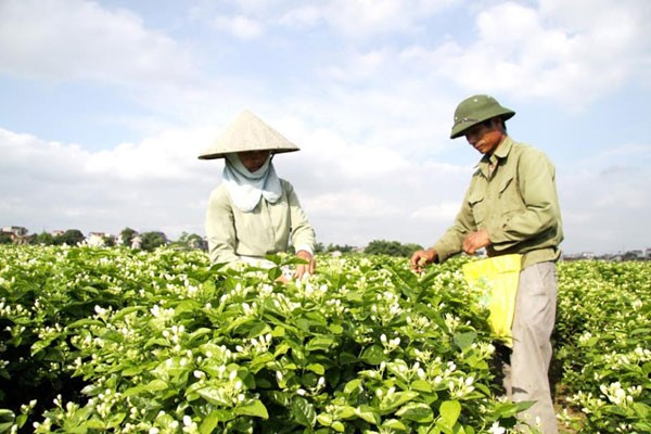 【最新版】2025年までのベトナム経済を見通す5つのポイント：農業従事者