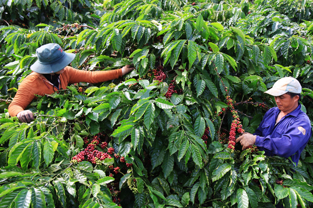 ベトナム基礎情報・経済・ビジネス動向を徹底解説：どんな国？:ダクラク省のコーヒー農家